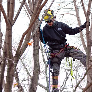 4 - CostOfTreecareMN