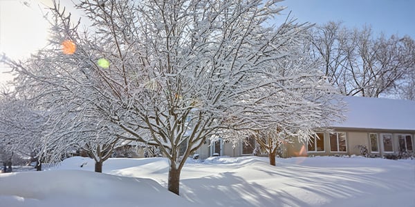 How Nature Navigates Winter