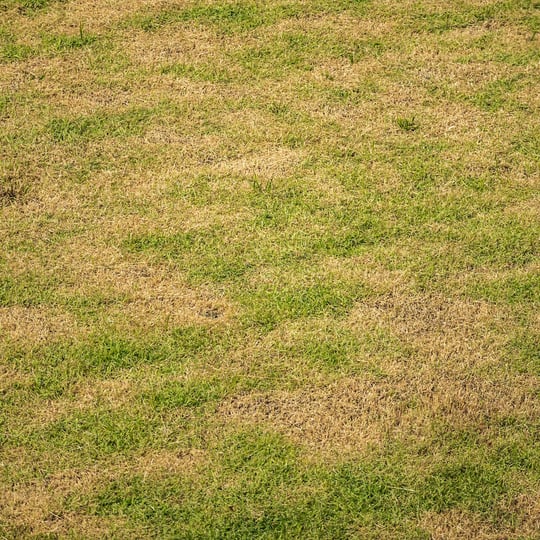 5 - IsMyLawnDeadOrDormant