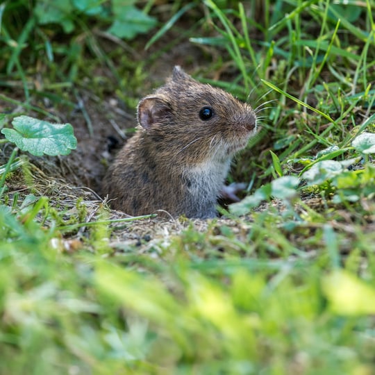 6 - Why Are Voles in My Yard