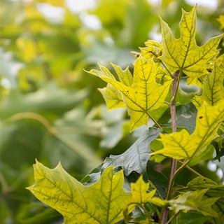 Chlorosis