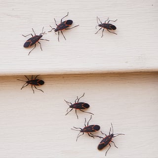 Boxelder bugs