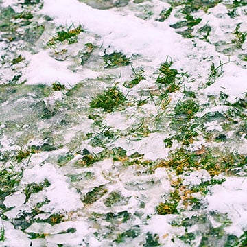 Frozen lawn