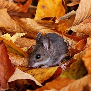 A mouse in the leaves