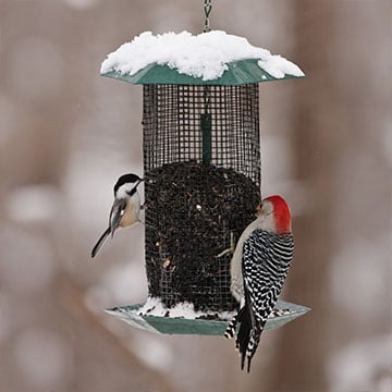 Birds feeding in winter