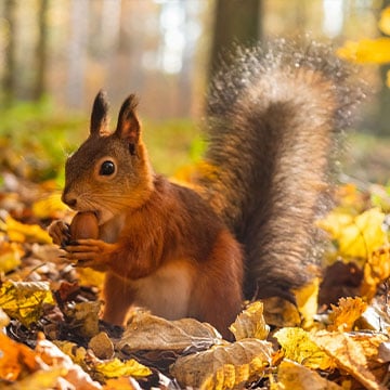 A squirrel eating an acorn