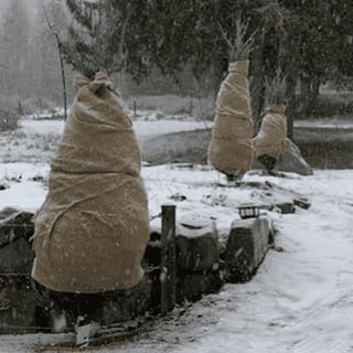 Prepare trees for winter