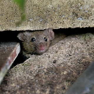 Prevent Pest Infestation