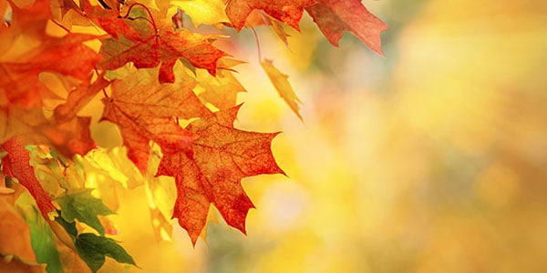 The Science of Fall Foliage