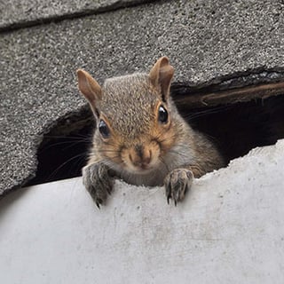 Squirrel in the roof