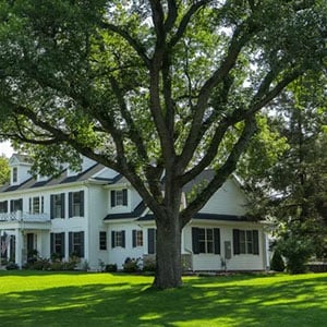 Tree Resiliance