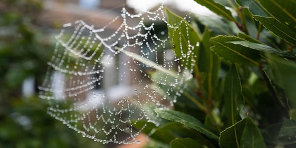 Urban Ecosystem