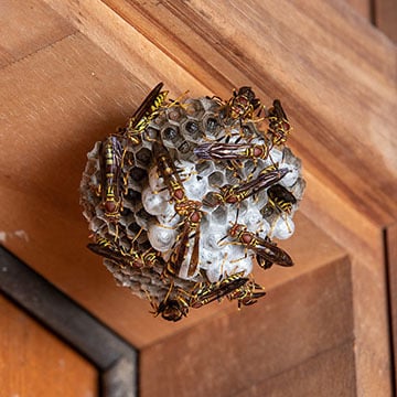 Wasp Nest