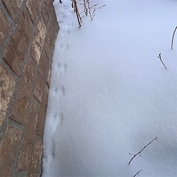 Mouse Tracks Winter