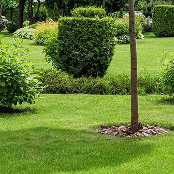 Tree in the landscape
