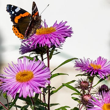 Butterfly with Aster