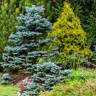 Spruce Trees