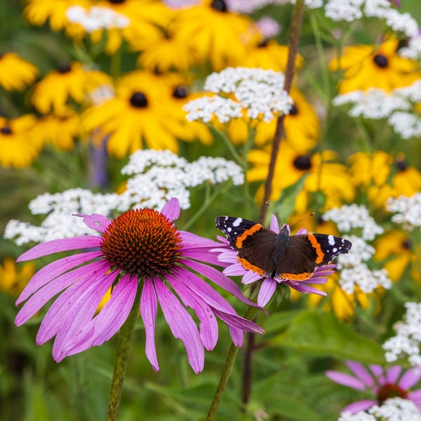 Wilflowers