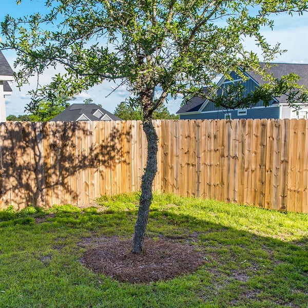 A newly planted tree