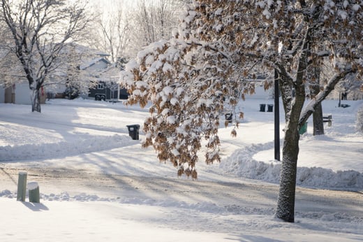 Ash with snow in winter