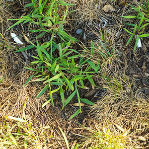 Why Am I Seeing Crabgrass?