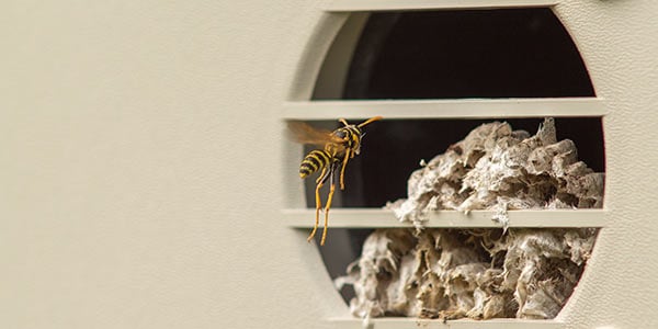 What to Do About Wasps