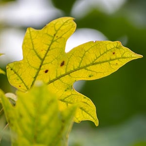 Why Are My Leaves Yellow?