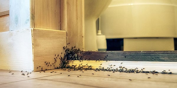 Ant Control