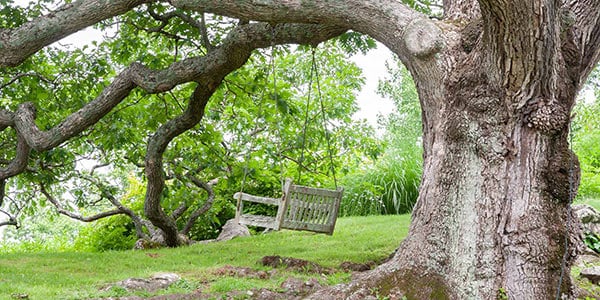 Benefits of Mature Trees