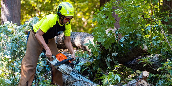 What to Do with a Damaged Tree
