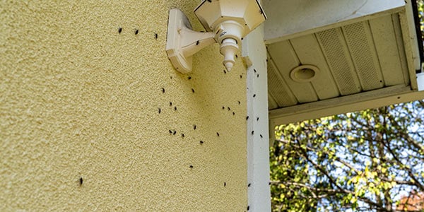 Fall Pest Prevention