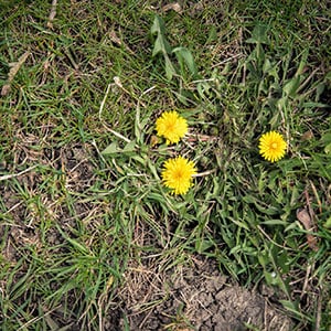 Benefits of Herbicides in Lawn Care